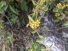 Aspicarpa cynanchoides (Aspicarpa cynanchoides)