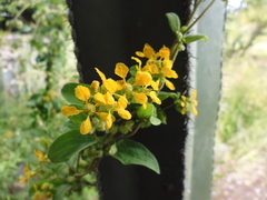 Aspicarpa cynanchoides (Aspicarpa cynanchoides)