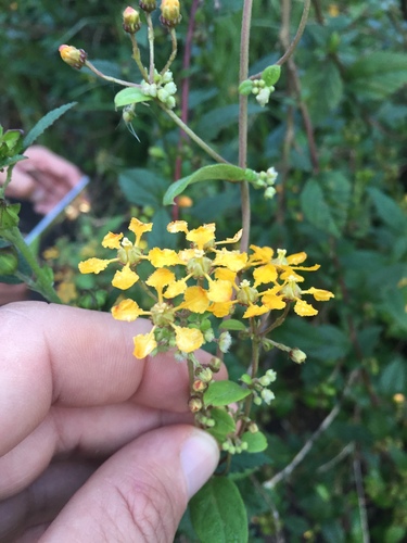 Aspicarpa cynanchoides (Aspicarpa cynanchoides)