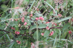 Aspicarpa cynanchoides (Aspicarpa cynanchoides)