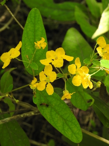Aspicarpa cynanchoides (Aspicarpa cynanchoides)
