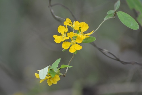 Aspicarpa cynanchoides (Aspicarpa cynanchoides)