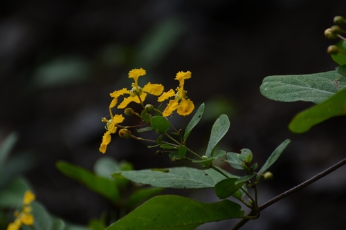 Aspicarpa cynanchoides (Aspicarpa cynanchoides)