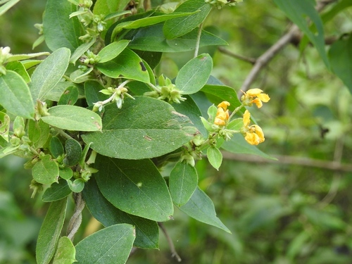 Aspicarpa cynanchoides (Aspicarpa cynanchoides)