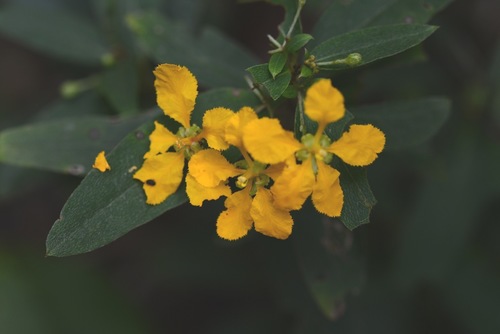 Aspicarpa cynanchoides (Aspicarpa cynanchoides)
