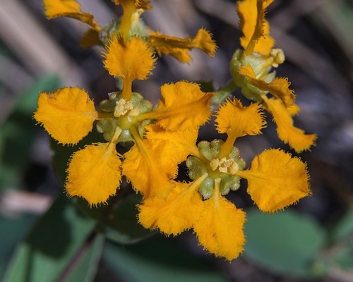 Chaparral asphead (Aspicarpa hirtella)