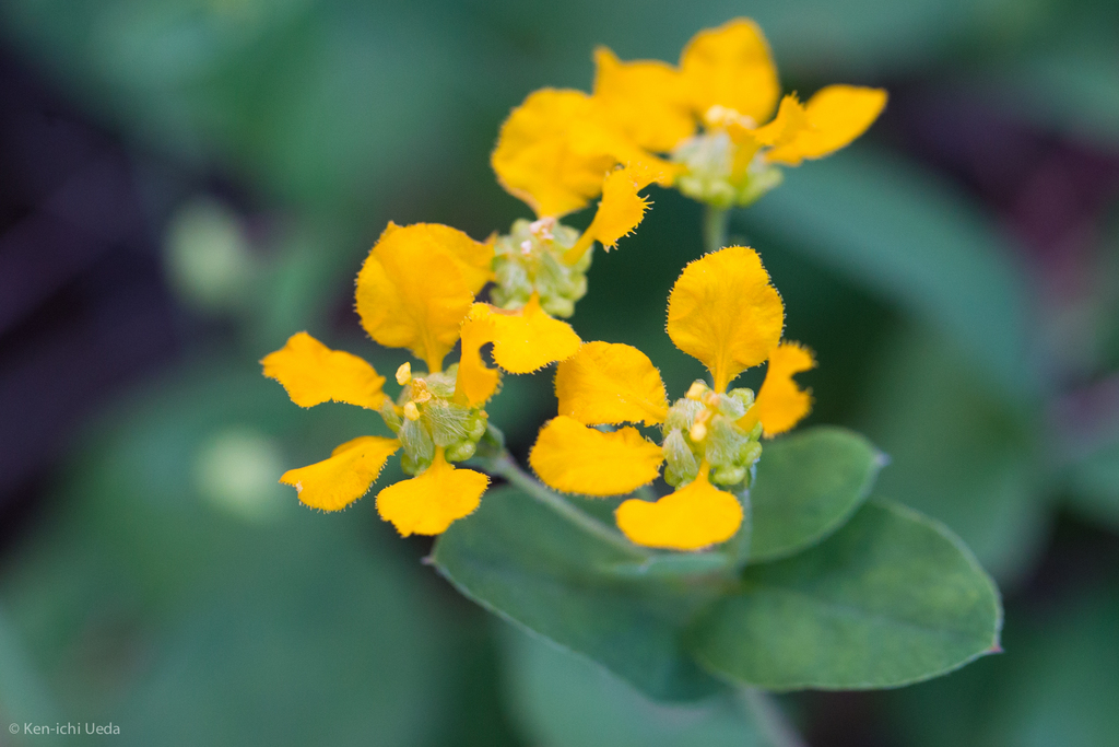 Chaparral asphead (Aspicarpa hirtella)