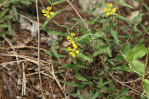 Hyssopleaf asphead (Aspicarpa hyssopifolia)