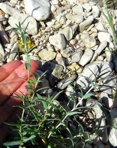 Hyssopleaf asphead (Aspicarpa hyssopifolia)