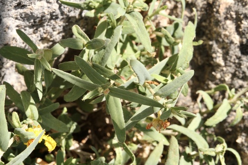 Hyssopleaf asphead (Aspicarpa hyssopifolia)