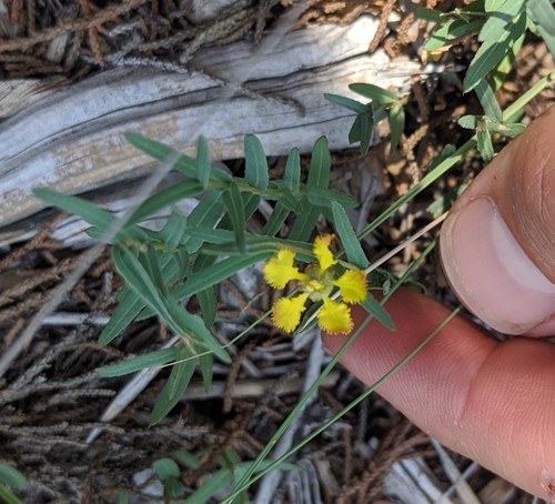 Hyssopleaf asphead (Aspicarpa hyssopifolia)