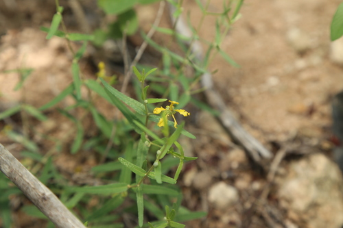 Hyssopleaf asphead (Aspicarpa hyssopifolia)