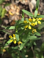 Hyssopleaf asphead (Aspicarpa hyssopifolia)