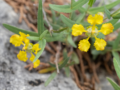Hyssopleaf asphead (Aspicarpa hyssopifolia)