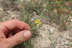 Hyssopleaf asphead (Aspicarpa hyssopifolia)