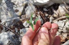 Hyssopleaf asphead (Aspicarpa hyssopifolia)