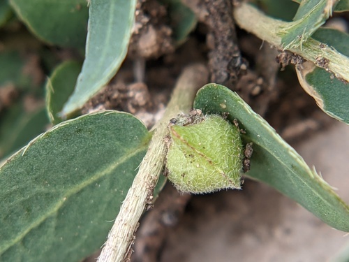 Hyssopleaf asphead (Aspicarpa hyssopifolia)