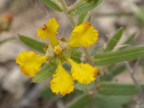 Hyssopleaf asphead (Aspicarpa hyssopifolia)