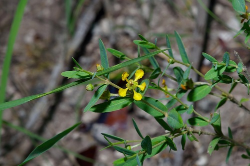 Hyssopleaf asphead (Aspicarpa hyssopifolia)