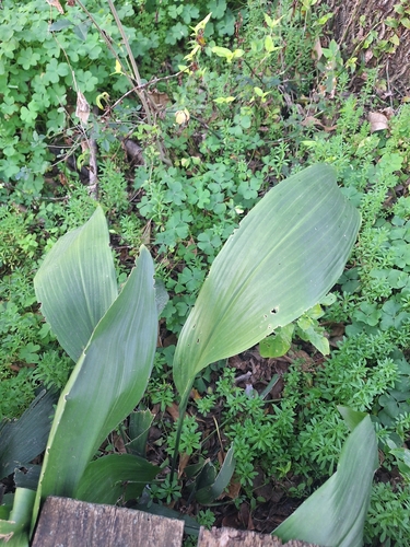 Cast iron plant (Aspidistra elatior)