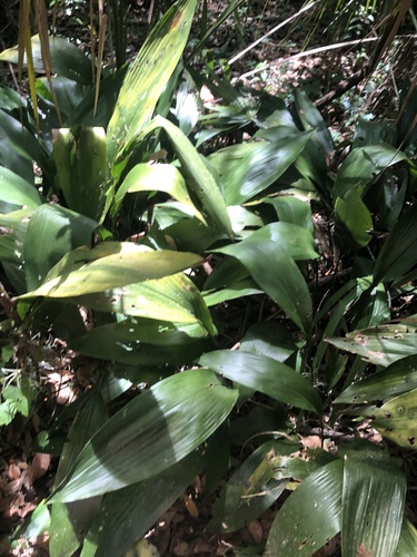Cast iron plant (Aspidistra elatior)