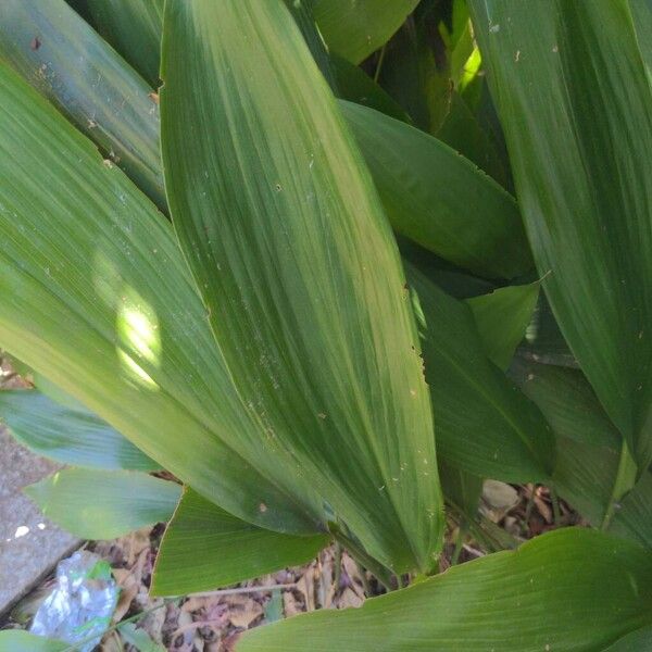 Cast iron plant (Aspidistra elatior)