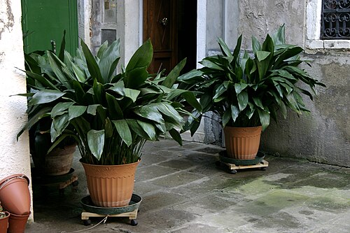Cast iron plant: Iron plant, Barroom plant, Cast-iron plant)