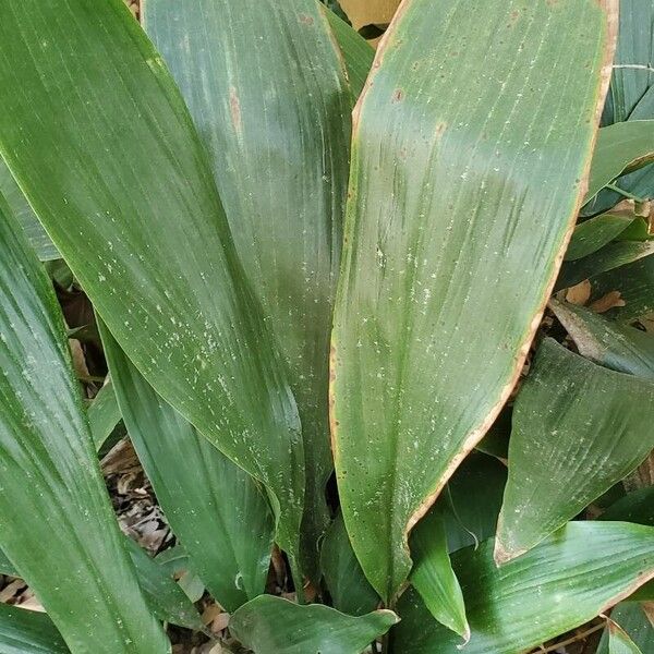 Cast iron plant (Aspidistra elatior)