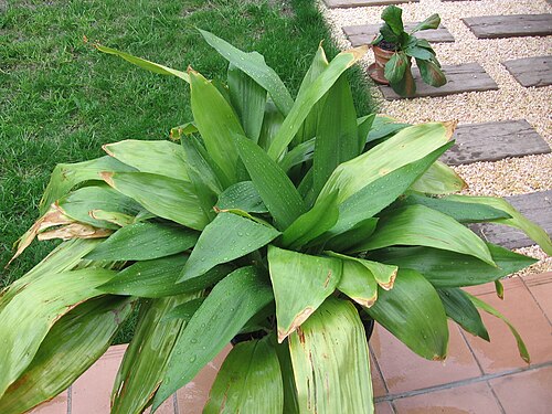 Cast iron plant: Aspidistra elatior
