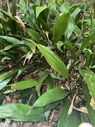 Cast iron plant (Aspidistra elatior)