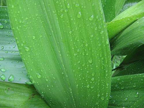 Cast iron plant: Aspidistra elatior