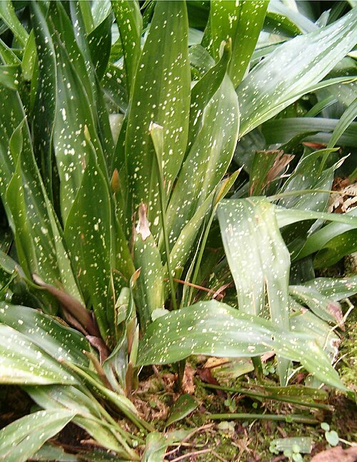 Cast iron plant: Species Aspidistra elatior Genus Aspidistra Familia Ruscaceae Cutivar 'Amomokawo' Habitus
