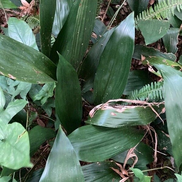 Cast iron plant (Aspidistra elatior)