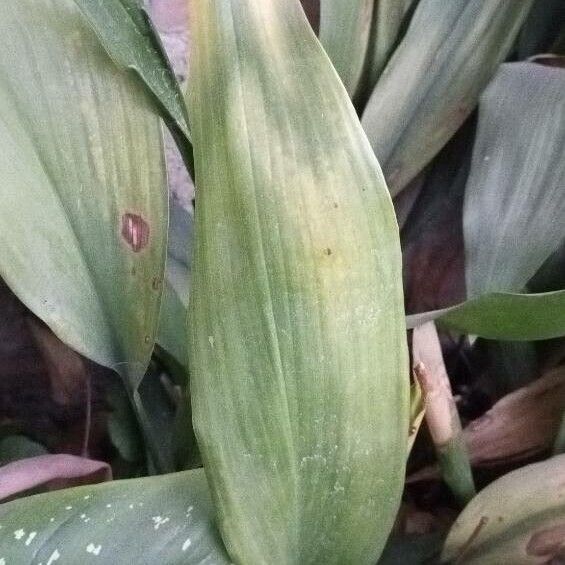 Cast iron plant (Aspidistra elatior)
