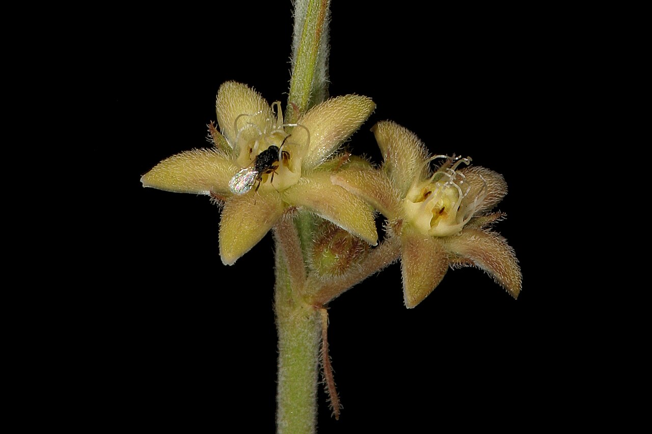 Aspidoglossum biflorum: Aspidoglossum biflorum , flowers; recently burned grassland on dolomite, Kalkheuvel West, Broederstroom, Gauteng, South Africa