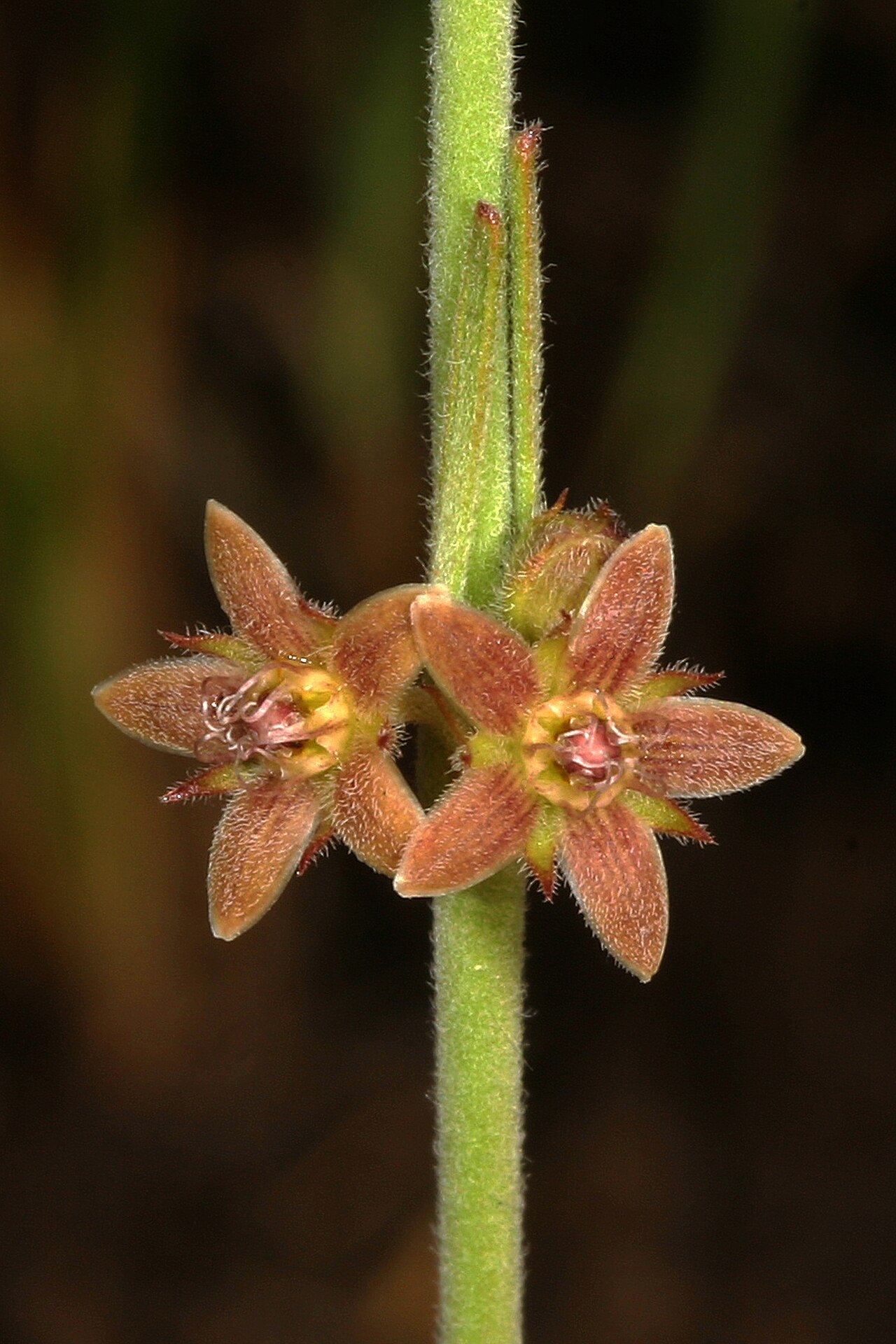 Aspidoglossum biflorum: Aspidoglossum biflorum , flowers; recently burned grassland on dolomite, Kalkheuvel West, Broederstroom, Gauteng, South Africa