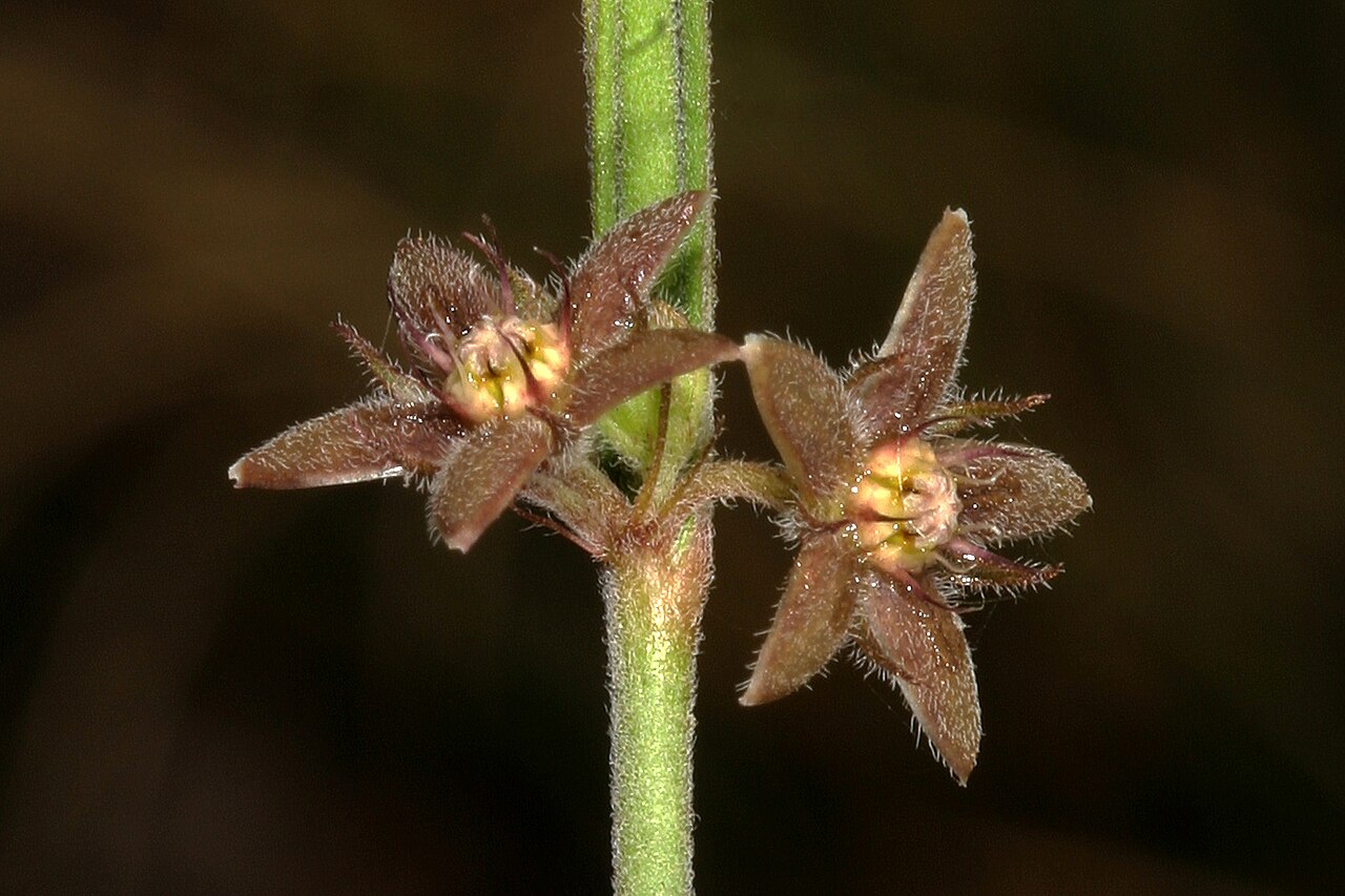 Aspidoglossum biflorum: Aspidoglossum biflorum , flowers; recently burned grassland on dolomite, Kalkheuvel West, Broederstroom, Gauteng, South Africa