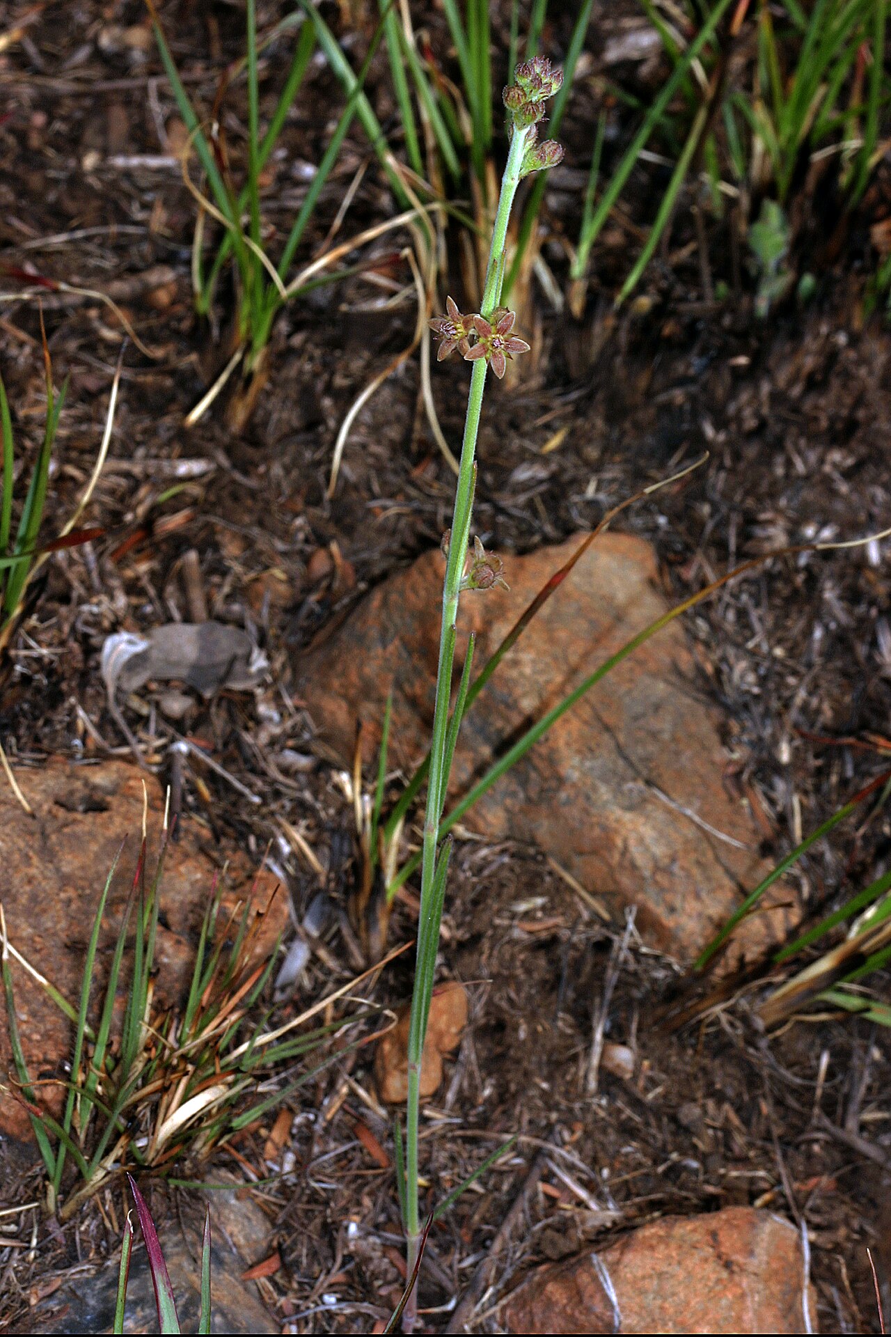 Aspidoglossum biflorum: Aspidoglossum biflorum , plant in flower (note unbranched stem); recently burned grassland on dolomite, Kalkheuvel West, Broederstroom, Gauteng, South Africa