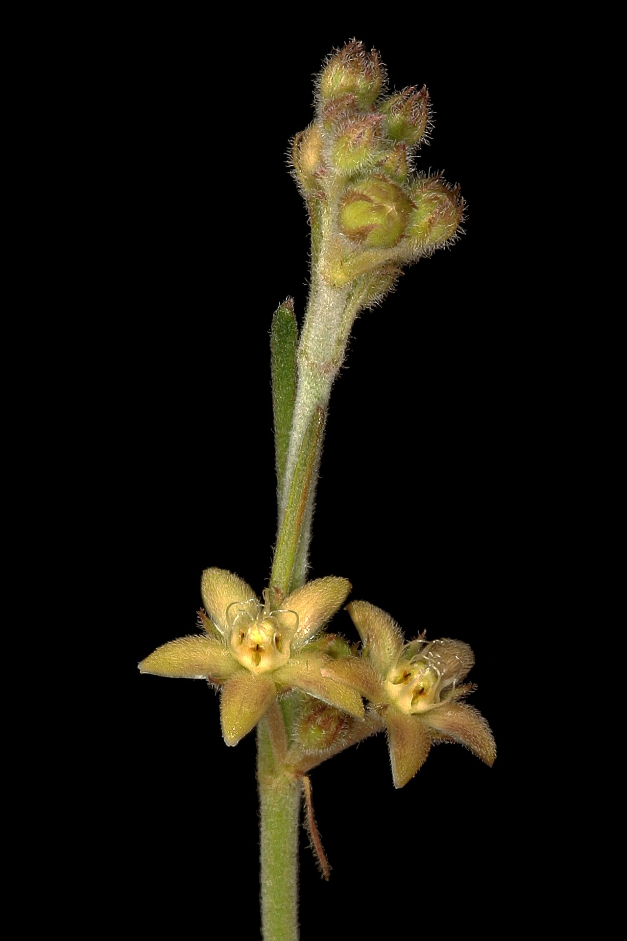Aspidoglossum biflorum: Aspidoglossum biflorum , flowers; recently burned grassland on dolomite, Kalkheuvel West, Broederstroom, Gauteng, South Africa