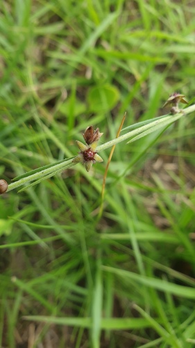 Aspidoglossum carinatum (Aspidoglossum carinatum)