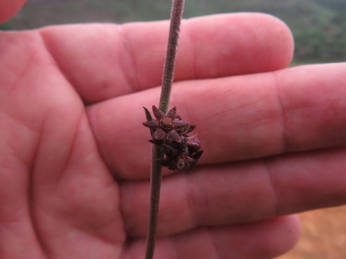 Aspidoglossum carinatum (Aspidoglossum carinatum)