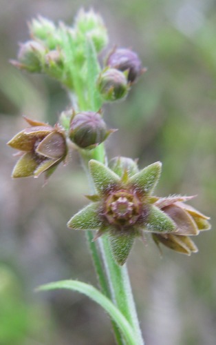 Aspidoglossum carinatum (Aspidoglossum carinatum)