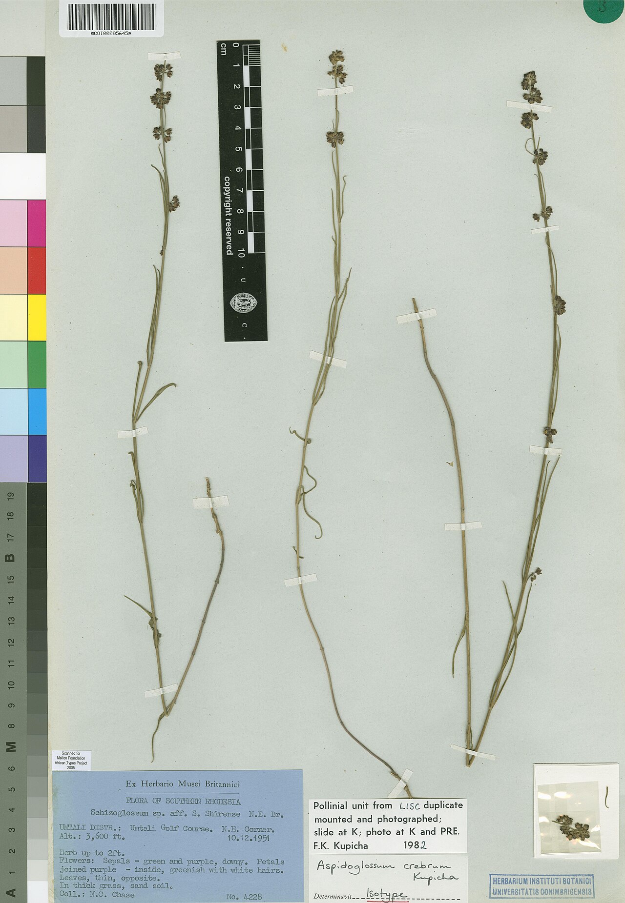 Aspidoglossum crebrum: Photograph of Isotype of Aspidoglossum crebrum at Herbarium of the University of Coimbra, Portugal (COI). Specimen COI00005645. http://coicatalogue.uc.pt/specim