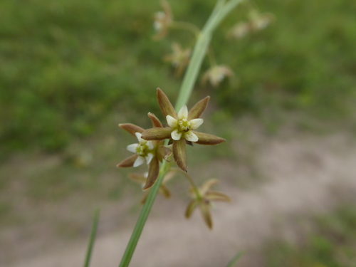 Aspidoglossum delagoense (Aspidoglossum delagoense)