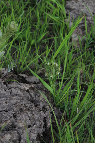 Aspidoglossum dissimile (Aspidoglossum dissimile)