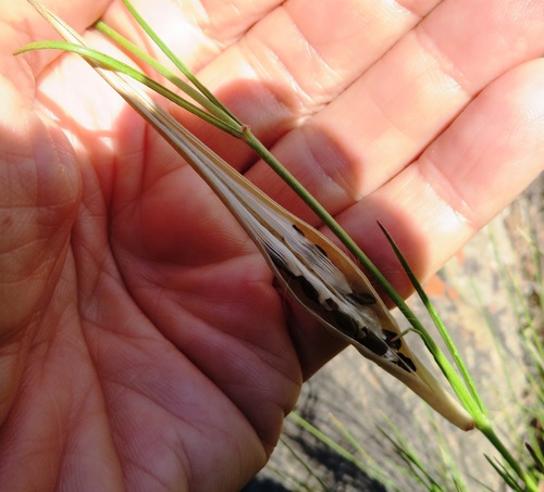 Aspidoglossum gracile (Aspidoglossum gracile)