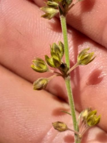 Aspidoglossum gracile (Aspidoglossum gracile)