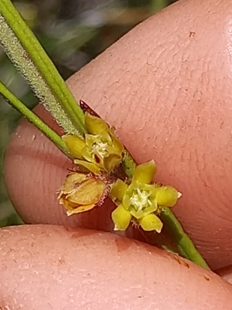 Aspidoglossum gracile (Aspidoglossum gracile)