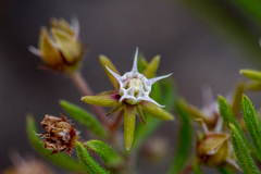 Aspidoglossum heterophyllum (Aspidoglossum heterophyllum)