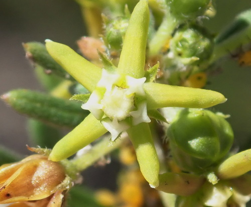 Aspidoglossum heterophyllum (Aspidoglossum heterophyllum)